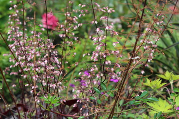 Pink and white flowers in the garden. Calm and serenity