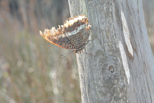 Farfalla del corbezzolo, Charaxes jasius, 
