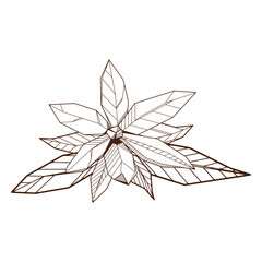 Outlined hand drawind geometrical blossoming flower, Ylang-Ilang line art