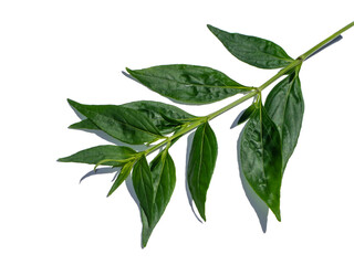 Close up The Creat plant,  Kariyat leaves with soft shadow on white background.