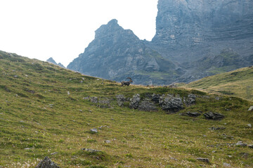 Fototapeta premium Alpine ibex in the switzerland alps. European wildlife.