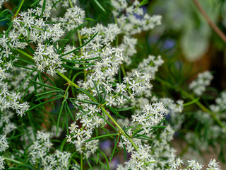 Close up flower of Shatavari plant on blur background.