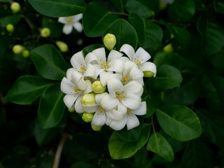 Close up White Orange Jasmine or China Box flower with leaf background.