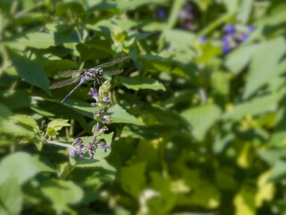 花に止まるシオカラトンボ