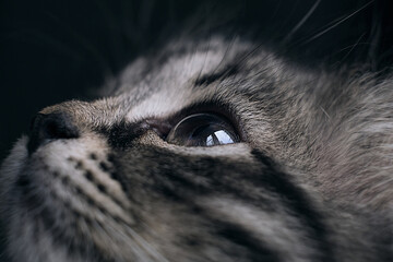 Fototapeta premium kitten looks up, closeup of a cat's eyes on a black background. muzzle of a gray kitten. cat vision in the dark