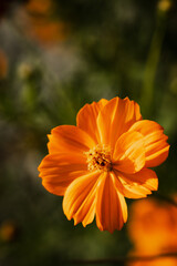 Beautiful orange cosmos flower isolated blooming in autumn or fall, Flora or blossom background