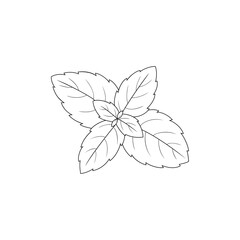 Basil, herbs. Hand drawn vector illustration. 