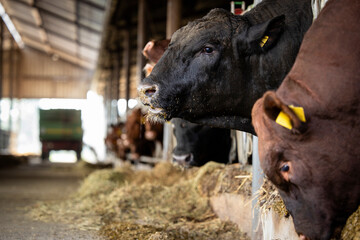 Bulls in cowshed eating hay at cattle farm. Domestic animals breeding and husbandry. - obrazy, fototapety, plakaty