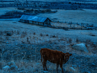 风景（中国、喀纳斯禾木）