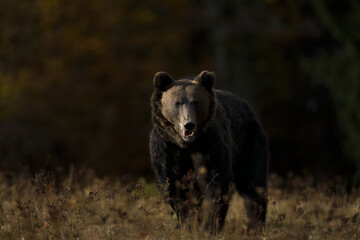Obraz na płótnie Canvas A brown bear male is looking for food at the edge of a mountain forest before sunset. Photographed in low and natural light.