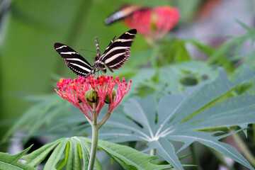 Heliconius chartonius in a tropical butterfly garden