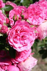 Fototapeta premium Rosa