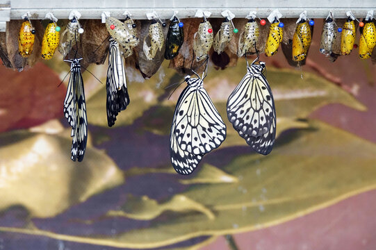 Idea leukoknoe in a tropical butterfly garden