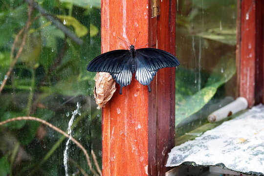 Swallow butterfly in a tropical butterfly garden