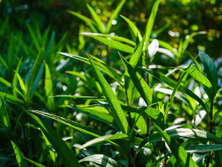 green leafy plants in nature