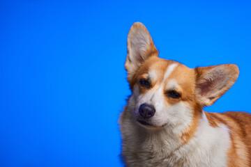 Funny studio portrait of a sleepy corgi puppy, isolated on a blue background. Funny dog face. Concept of pet grooming. Space for copying.