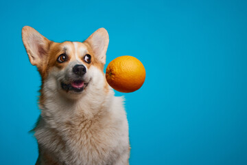 A corgi dog looks at a hanging ripe orange on a blue background. A corgi dog loves citrus fruits. World Vegetarian Day. World Pet Day. Healthy lifestyle, detoxification concept. Funny dog face.