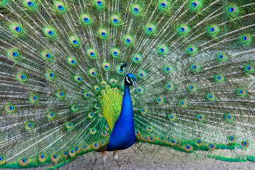 Peacock bird in spanish park
