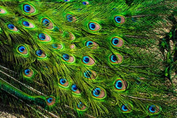 Fototapeta premium Peacock bird in spanish park