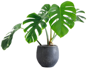 large leaf house plant Monstera deliciosa in a gray pot on a white background - obrazy, fototapety, plakaty