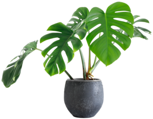 large leaf house plant Monstera deliciosa in a gray pot on a white background