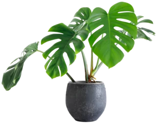  large leaf house plant Monstera deliciosa in a gray pot on a white background © dropStock