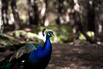 Peacock bird in spanish park