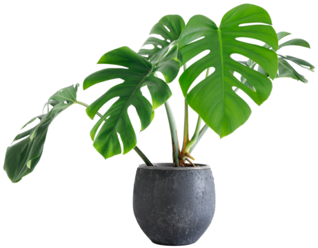 large leaf house plant Monstera deliciosa in a gray pot on a white background