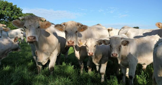 Charolais cattle. The Charolais is the second-most numerous cattle breed in France.