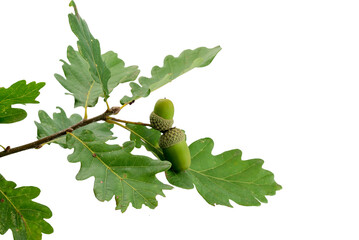 isolierter Eichenzweig mit Blättern und Eicheln von der Stieleiche (Quercus robur)