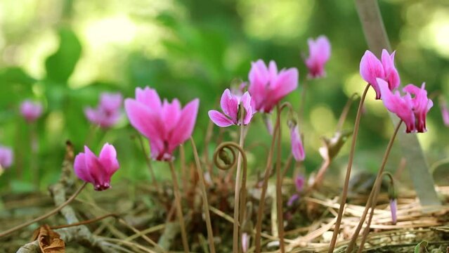 Pink lilac cyclamen hederifolium flowers grow on forest edge in a botanical garden, park, forest in the wild in summer. Blooms in a national park in spring. Nature's awakening. Wild cyclamens in woods