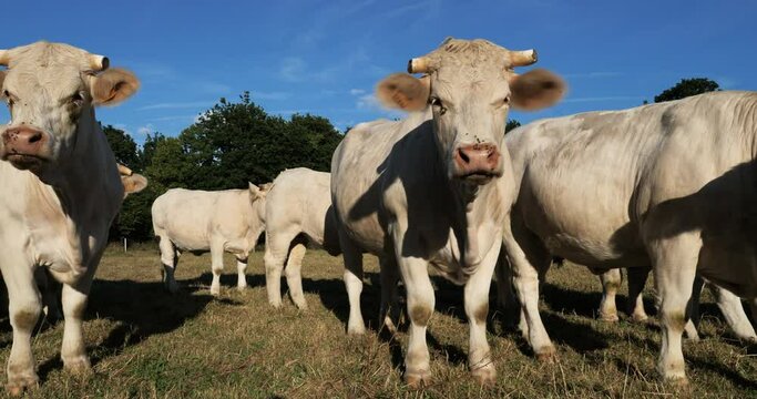 Charolais cattle. The Charolais is the second-most numerous cattle breed in France.
