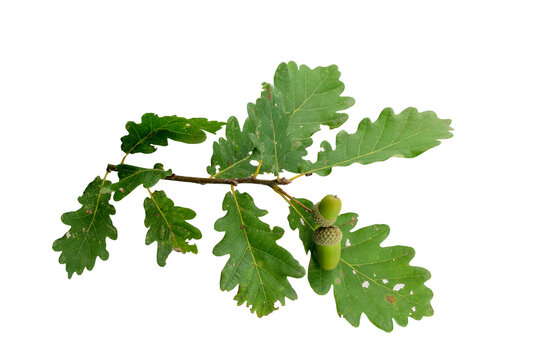isolierter Eichenzweig mit Bl&auml;ttern und Eicheln von der Stieleiche (Quercus robur)