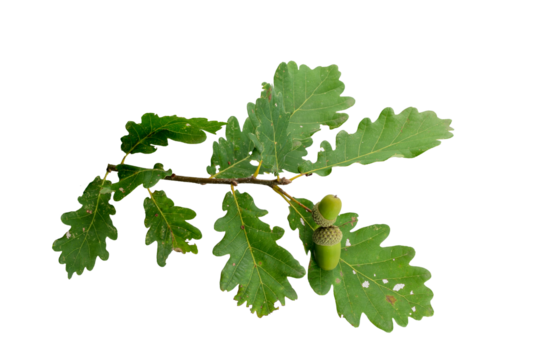 isolierter Eichenzweig mit Blättern und Eicheln von der Stieleiche (Quercus robur)