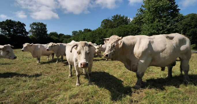 Bull Charolais cattle. The Charolais is the second-most numerous cattle breed in France.
