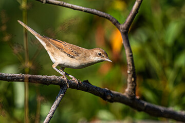 A small light brown bird Acrocephalus looks down from a dry branch