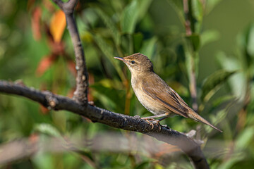 Light brown small bird Acrocephalus dumetorum sits on a branch among the green foliage of a shrub