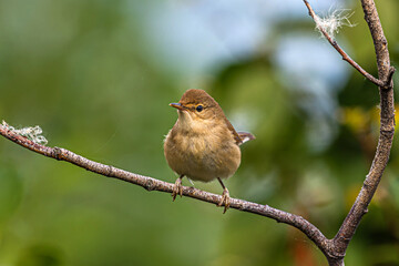 A small light brown bird Acrocephalus dumetorum sits on a dry branch