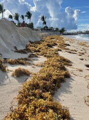 sandy beach invaded with seaweed © nunu