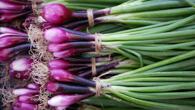 Onion purple red harvest fresh ripe harvesting market shop spring sibies scallion food stem stalk Allium cepa thick bulb common organic plant vegetables sprout grows ground bio farmer farming garden