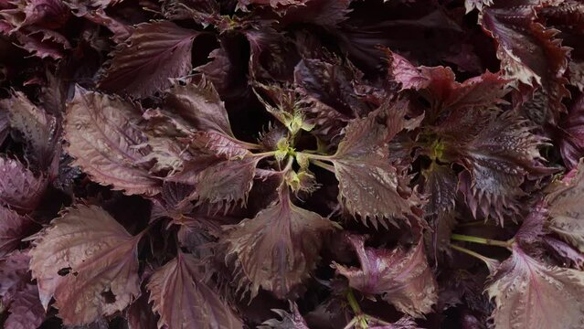 Shiso (perilla) leaves texture background. Purple herb leaf ingredient in Asian cuisine. Table spin.
