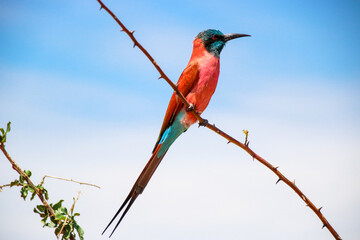 Bee-eater on branch