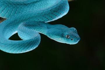 Close up of blue white lipped Island pit viper Trimeresurus insularis with black background
