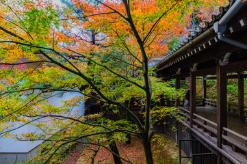 京都の紅葉