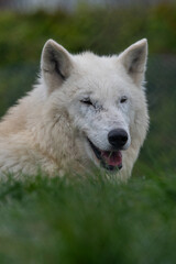 Obraz na płótnie Canvas Hudson Bay wolf (subspecies of grey wolf) in captivity at Woodside Wildlife Park in Lincolnshire, UK