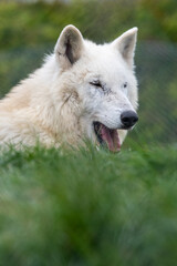 Obraz premium Hudson Bay wolf (subspecies of grey wolf) in captivity at Woodside Wildlife Park in Lincolnshire, UK