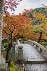 京都の紅葉