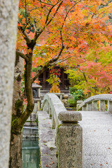 京都の紅葉