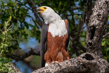 African fish eagle - Haliaeetus vocifer - perched and calling with dark green background. Photo from Chobe River front in Botswana.