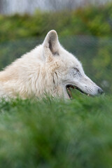 Hudson Bay wolf (subspecies of grey wolf) in captivity at Woodside Wildlife Park in Lincolnshire, UK